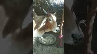 #gau mata       #short video#blogger