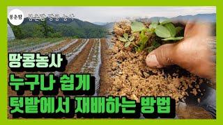 봉춘팜 땅콩농사| 누구나 할 수 있는 텃밭재배방법 / 땅콩모종, 파종기, 한 두둑에 몇줄