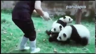 смешные медвежата панда funny panda bear cubs