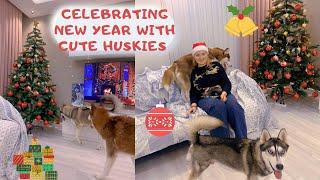 Celebrating New Year with cute huskies (Merry Christmas)