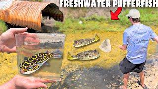 NETTING FRESHWATER PUFFERFISH in TINY CREEK!