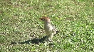 Guira Cuckoos Porto Jofree, Pantanal, Brazil - 7-6-23 Howard Vaughan