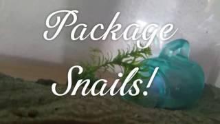 How I Package Snails!