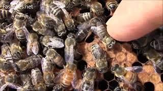 Newborn Queen is Singing for Her Bees