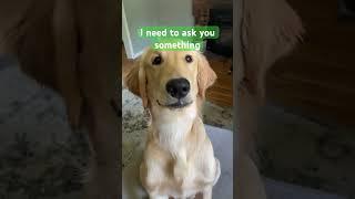 Egg head needs to ask you something #egghead #funnypuppy #funnydog #funny