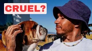 Lewis Hamilton's VEGAN Dog. What Do You Think?