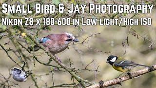 Small Bird & Jay Photography in Low Light/High ISO | Nikon Z8 & 180-600mm Lens Performance Test