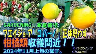 【XYOSSIYの果樹チャンネル】2024年11月上旬の様子　フェイジョアジェミニは「コバーノ」種？、イチジク第二ロード完成、柑橘レモン、金柑、あまか　など収穫間近