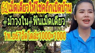 62เม็ดเดียวให้โชคเบิดบ้าน"ม้าวงใน#ฟันเม็ดเดียวอัดโตล่ะ1000×1000งวด1พ.ย67