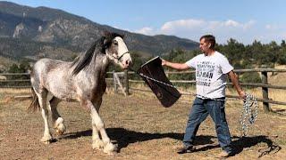 A Little Afraid - Working With A BEAUTIFUL Clydesdale Filly - Colorado Trip Part 3