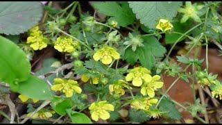 A0225 #세잎양지꽃 [학명] #Potentilla freyniana Bornm [영명] Freyn's cinquefoil [약효] #경혈, #골반염, 골수염