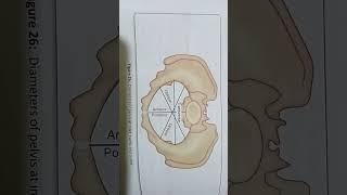 diameter of pelvis#shortsvideo #competition #motivation #bscnursing #nursing #shortnotes #trending