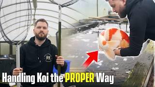 How to Handle Koi Fish Like a Pro: Netting, Moving & Lifting Techniques