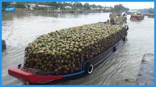 How To Produce Mattresses From Fiber Coconut. Memory Foam Mattress Production Process