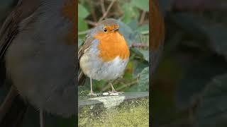 A curious Robin #nature #uk #wildlife #birds #birdwatching #naturelovers #robin #youtubeshorts