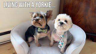 You know you live with a Yorkie when...