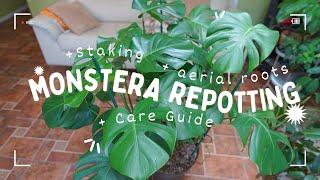 How to Repot a Monstera Deliciosa Plant | Staking | Aerial Roots | Care Guide