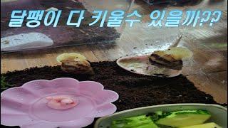 아프리카 왕달팽이 명주달팽이 다 키울수 있을까 ㅜㅜ?