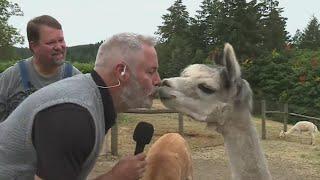 Kohr kisses an alpaca at Sherwood's Alpacas of Oregon farm