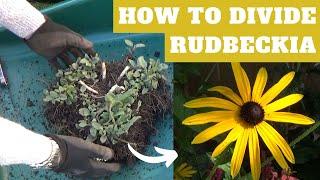 How to Divide Perennial Rudbeckia | Dividing Rudbeckia fulgida deamii | Splitting Black Eyed Susan