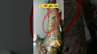 هذا خلق الله أعطاه الله قدرة ليخفي نفسه أمام المخلوقات #shorts