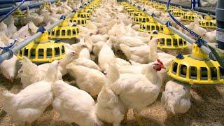 Webinar: Global Chicken Meat Market - Statistics, Trends, and Outlook