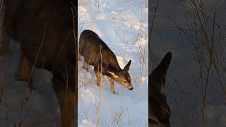 baby deer browsing the buffet  #natureshorts