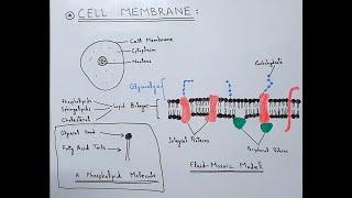 Structure of Cell Membrane / Plasma Membrane | Fluid Mosaic Model | Proteins, Lipids, Carbohydrates