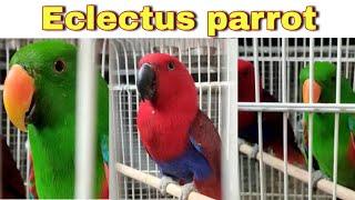 eclectus parrot breeding pair for sale || eclectus parrot || GS Birds Info