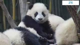 Digital Panda Reserve Project with 5G Messaging