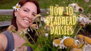 ️ How to Deadhead Daisies Up-Close Video Tutorial • Growing Home Gardening