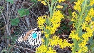 Monarch Butterfly,Migration To Mexico! /Imelda Ingram USA