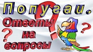 Попугаи. Ответы на вопросы подписчиков