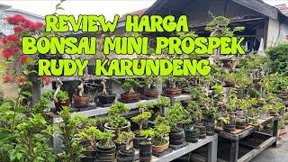 VIDEO #103 Review Harga Bonsai Mini Akhir Tahun 2023 Rudy Karundeng Young Bonsai