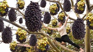 Full 30 Days Video: Harvest American Toad Fruits Goes To Market Sell | Best Tip For Amazing Cooking