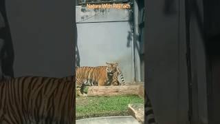 Tigers|shorts|nature|animals|wildanimals|youtubeshortsvideos|naturewithrejinath