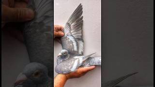 Top beautiful pigeons in the world #pigeon #10mostpigeon #shortsfeed #viral #shorts