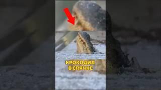Крокодилы замерзают... и не умирают?! ️