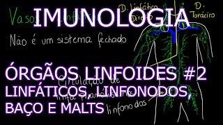 Aula: Imunologia - Órgãos Linfoides - Vasos Linfáticos, Linfonodos, Baço e MALTs | Imunologia #5