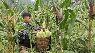 Nam's harvests his waxy corn garden, boils it and sells it - Feeding animals, Nam's daily life