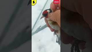 Goldfinch #carduelis #jilguero #kokil #şaka #2023 #catchingbirds #птицащегол  #каквыглядитщегол