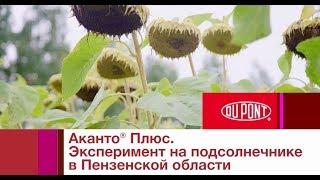 Аканто® Плюс. Эксперимент на подсолнечнике