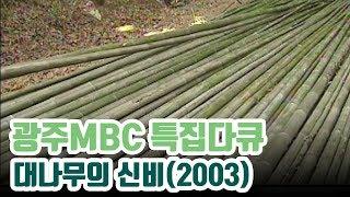 대나무의 신비 [광주MBC 특집다큐]