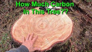 How Much Carbon In A Tree