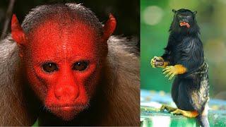 15 Unique Monkeys You Won't Believe Exist