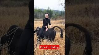 Unbelievable! Girl Rides an Ox Like a Pro! Exciting & Unique Adventure! #oxriding #bullriding