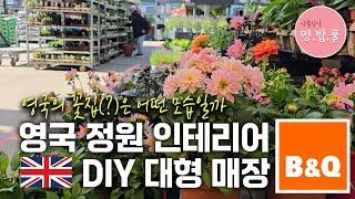 제라늄,영국 가든꾸미기 대형마트 B&Q #영국정원문화  #영국정원재료 #영국가든용품 #멍밥풀런던 #멍밥풀영국