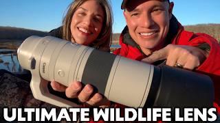 Why Canon 200-800 is the BEST lens for WILDLIFE Photography