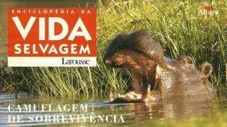 Vida Selvagem - Camuflagem de Sobrevivência - Parte 1 / 5