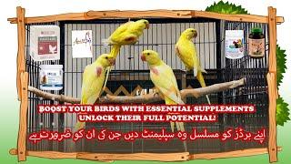 Detailed video on Multivitamins & Calcium #parrot #breeding #birds #birdslover